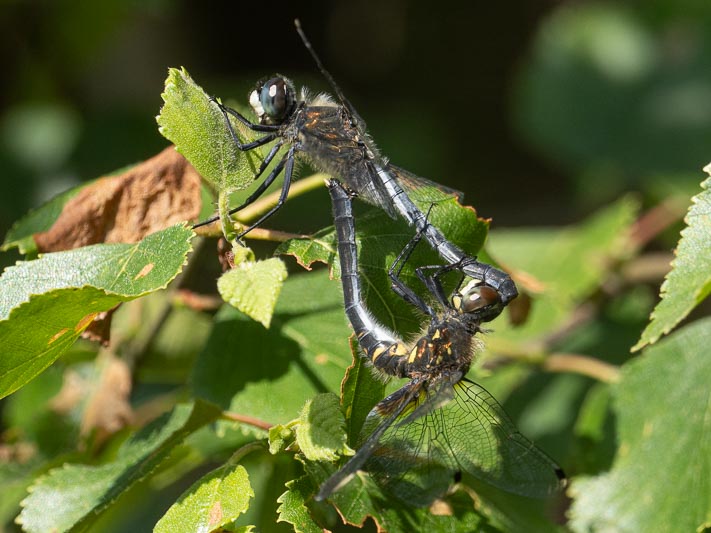 Leucorrhinia albifrons (Dark Whiteface) in cop.jpg